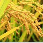 Golden-Rice-in-the-field